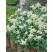 Leontopodium alpinum ´Edelweiss´ / Protěž alpská, C1,5