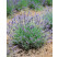 Lavandula angustifolia ´Munstead´ / Levandule úzkolistá, K9