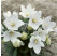 Platycodon grandiflorum ´Astra White´ / Boubelík větší , K9