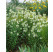 Physostegia virginiana ´Summer Snow´  / Řetězovka virginská, K9