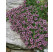 Thymus serpyllum / Mateřídouška úzkolistá, K9