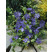 Vinca minor Variegata / Barvínek menší / Brčál, K9