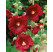 Alcea rosea ´Red´ / Topolovka / Slézová růže červená, bal. 2 ks, I.