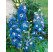 Delphinium Pacific ´Blue Bird´ / Stračka / Ostrožka, K9