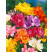 Freesia ´Double´ / Plnokvěté frézie směs / Frézia, bal. 20 ks, 5/+