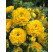 Ranunculus ´Yellow´ / Pryskyřník žlutý, bal. 10 ks, 6/+