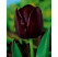 Tulipa ´Queen of Night´ / Tulipán ´Královna noci´, bal. 7 ks, 11/12