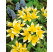 Tulipa ´Tarda´ / Tulipán, bal. 10 ks, 7/8