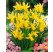 Narcis ´Tete a Tete´, bal. 5 ks, 12/14