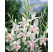 Gladiolus nanus ´Nymph´ / Trpasličí mečík, bal. 10 ks, 8/9