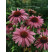 Echinacea purpurea ´Magnus´ / Třapatka purpurová, K9