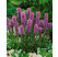 Liatris spicata ´Kobold´ / Šuškarda , K9