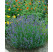 Lavandula angustifolia ´Munstead Strain´ / Levandule úzkolistá, K9