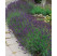 Lavandula angustifolia ´Hidcote Blue´ / Levandule úzkolistá, K9