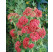 Achillea millefolium ´Cerise Queen´ / Řebříček obecný červený, K9