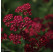 Achillea millefolium ´Cassis´ / Řebříček obecný červený, K9