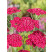 Achillea millefolium ´Saucy Seduction´ / Řebříček obecný růžový, K9