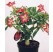 Adenium obesum / Pouštní růže / Adénium, 20-30 cm, K14