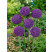 Allium ´Ambassador´ / Okrasný česnek, bal.1 ks, 18/20