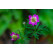 Anemone multifida Annabella Deep Rose / Veternica , K9