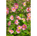 Anemone hupehensis  ´Serenade´ / Sasanka růžová, C1