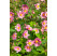 Anemone hupehensis  ´Serenade´ / Sasanka růžová, K9