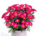 Argyranthemum Day-Zee® ´Wine Red´ / Kopretina, bal. 3 ks, 3x K7