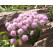 Armeria juniperifolia 'Röschen' / Trávnička borievkolistá , K9