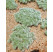 Artemisia schmidtiana ´Nana´ / Pelyněk Schmidtův, K9