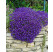 Aubrieta hybrid ´Royal Blue´ / Tařička zahradní modrá, K9