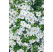 Sutera Bacopa ´Midi White´® / Bakopa bílá, bal. 6 ks, 6x K7