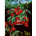 Begonia pendula ´Red´ / Begónie převislá červená, bal. 3 ks, 4/5