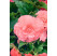 Begonia double ´Pink´ / Begónie velkokvětá růžová, bal. 3 ks, 5/+
