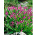 Bletilla hyacinthina ´Pink´/ Zahradní orchidej růžová, I.