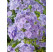 Phlox panic.´Blue Boy´ / Plamenka latnatá fialovomodrá, C1