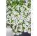 Calibrachoa Sweet Bells® ´White´ / Minipetúnie, bal. 6 ks, 6xK7