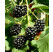 Rubus fruticosus ´Čačanska Beztrna´ / Ostružiník beztrný, 40-60 cm, K11