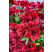 Pelargonium grandiflorum Clarion®Bright Red´  / Muškát velkokvětý, bal. 6 ks sadbovačů