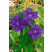 Clematis ´Baltyk´/ Plamének, 80 cm, C2