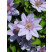 Clematis ´Baron Viellard´ / Plamének světle modrý, mladá r., K9