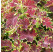 Coleus Copinto® ´Cuba Libre´ / Koleus / Okrasná kopřiva, bal. 3 ks, 3x K7