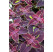 Coleus ´Copa Saturan´/ Koleus / Okrasná kopřiva, K7