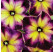 Petunia Crazytunia® ´Moonstruck´ / Petunie, K7
