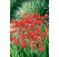Crocosmia large-fl. ´Lucifer´ / Montbrécie, bal. 10 ks, 10/+