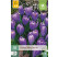 Crocus ´Blue Ocean´ / Velkokvětý krokus, bal. 10 ks, 8/9