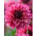 Dahlia ´Bacardi´  / Jiřina, bal. 10 ks, I., XXL