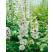 Delphinium grandiflorum ´Magic Fountain White´ / Stračka / Ostrožka, K9