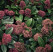 Skimmia japonica ´Rubella´ / Skimie japonská, 15-20 cm, C3