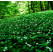 Allium ursinum ´Gismo´ / Česnek medvědí, K12
