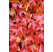 Parthenocissus tricuspidata ´Veitchii´ / Přísavník trojcípý, K9